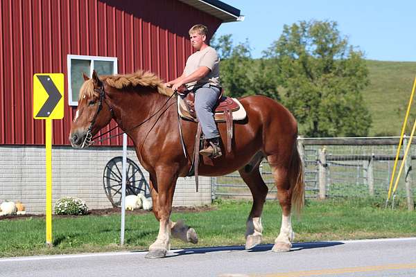 choice-belgian-horse