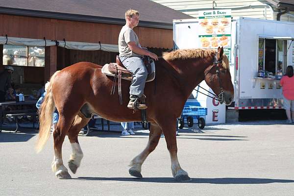 clip-belgian-horse