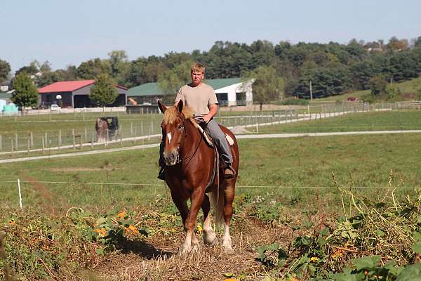 combined-driving-belgian-horse
