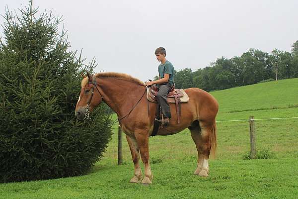 attention-belgian-horse