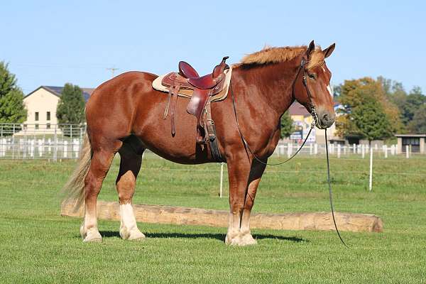 white-snip-horse