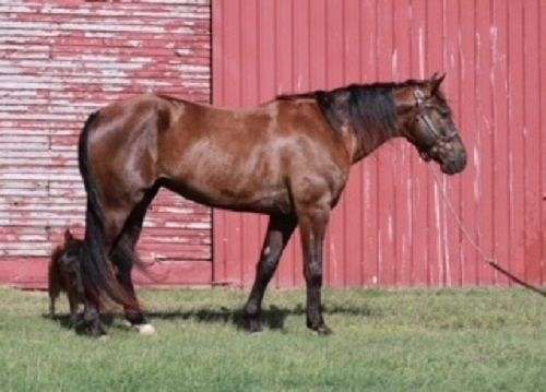 athletic-missouri-fox-trotter-horse