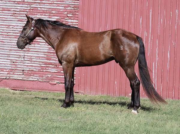 beginner-missouri-fox-trotter-horse