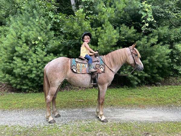 red-roan-haflinger-mare