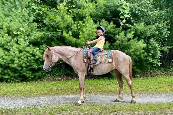 beginner-haflinger-horse