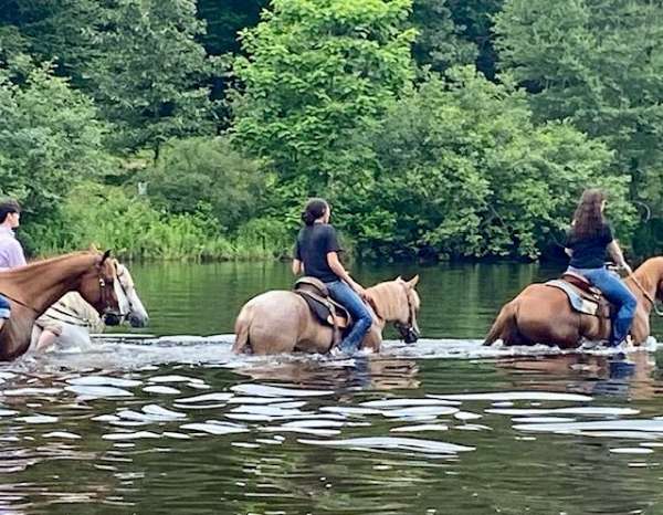 lesson-haflinger-horse