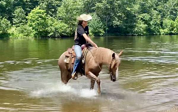 ridden-western-haflinger-horse