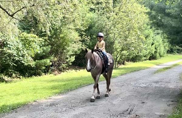 trail-riding-haflinger-horse
