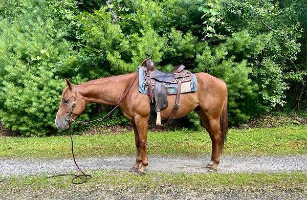 all-around-quarter-pony