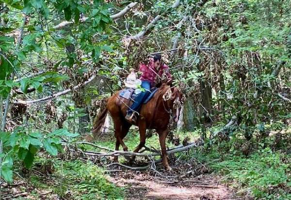 trail-quarter-pony