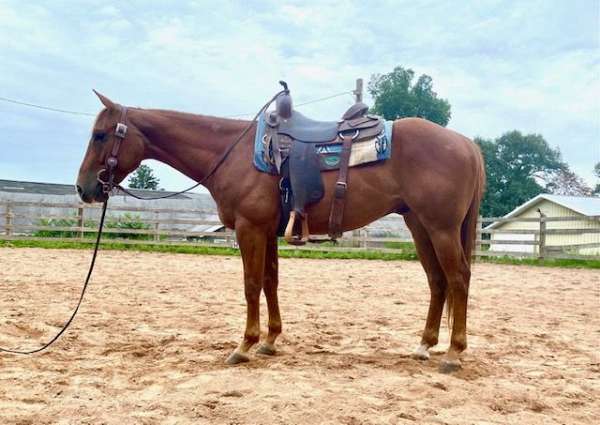 sorrel-quarter-horse-gelding