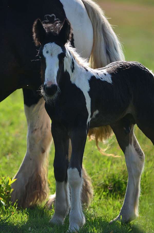 tobiona-horse