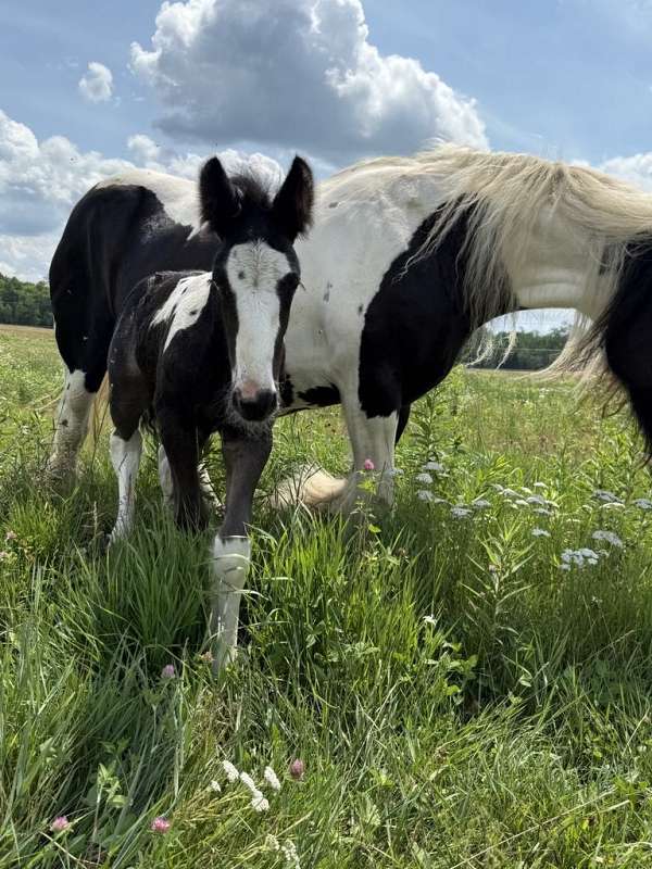 homozygous-stallion-gelding