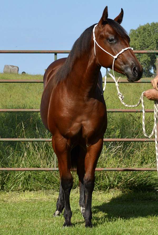 pen-stallion