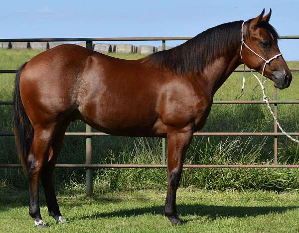 trail-quarter-horse
