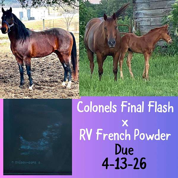 sorrel-champion-pony