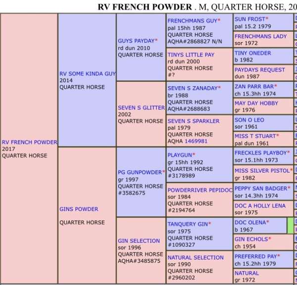 all-around-quarter-pony