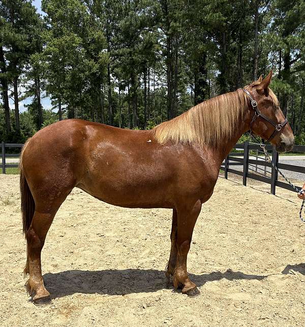 cross-trail-belgian-morgan-horse
