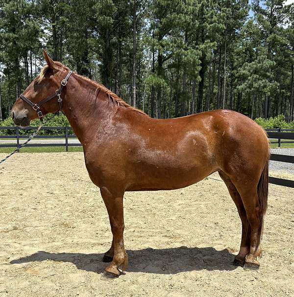 belgian-morgan-mare