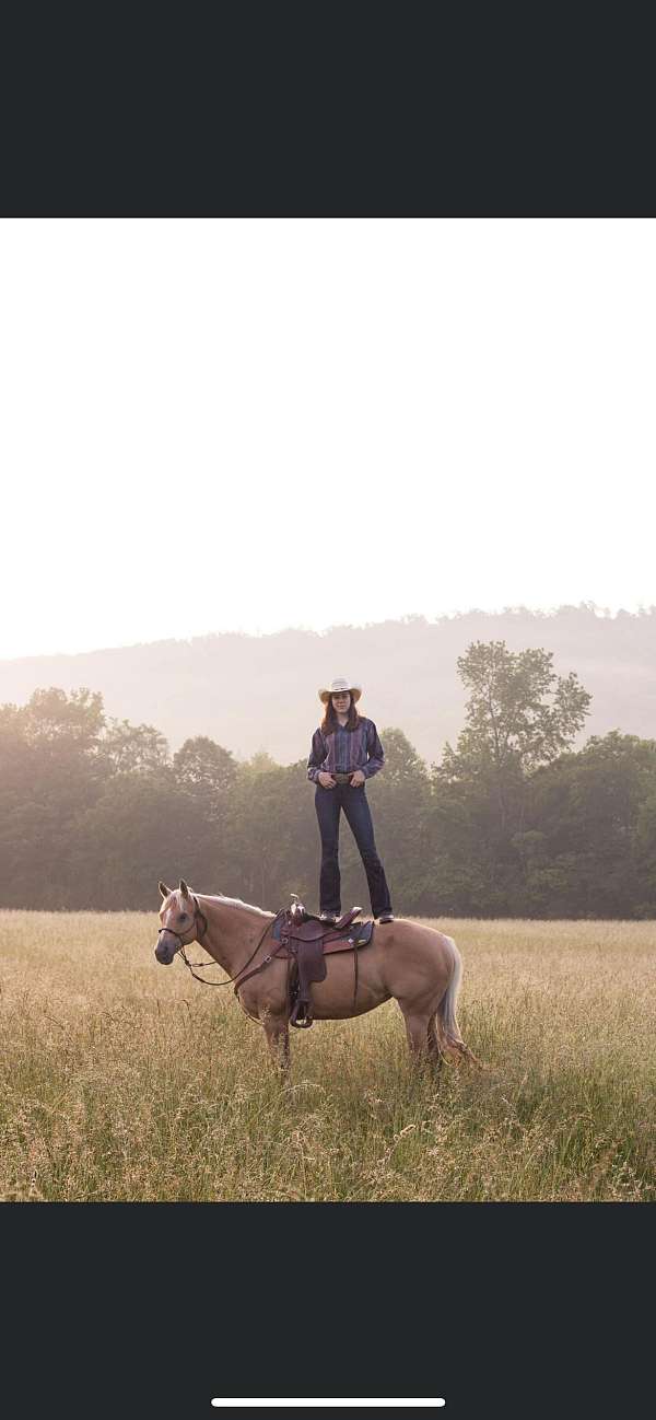 quarter-horse-for-sale