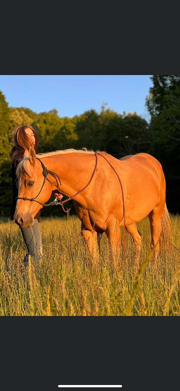 quarter-horse-mare