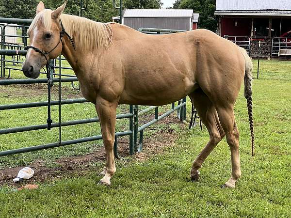 quarter-horse