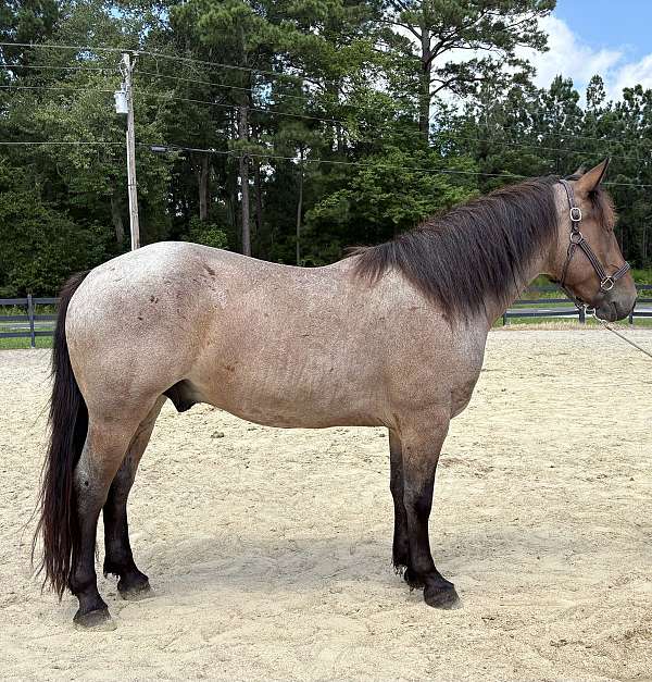 roan-percheron