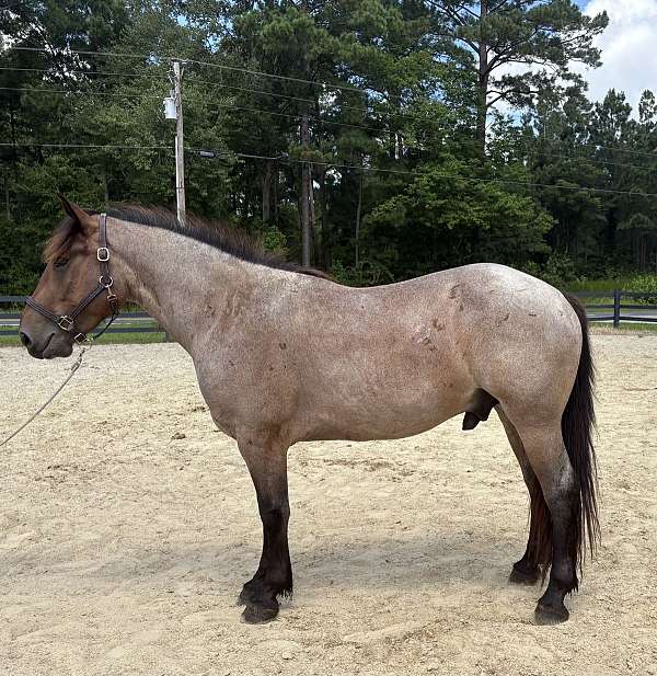 bay-roan-draft-gelding