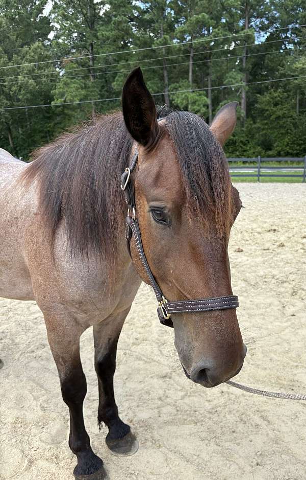 bay-roan-gelding-for-sale