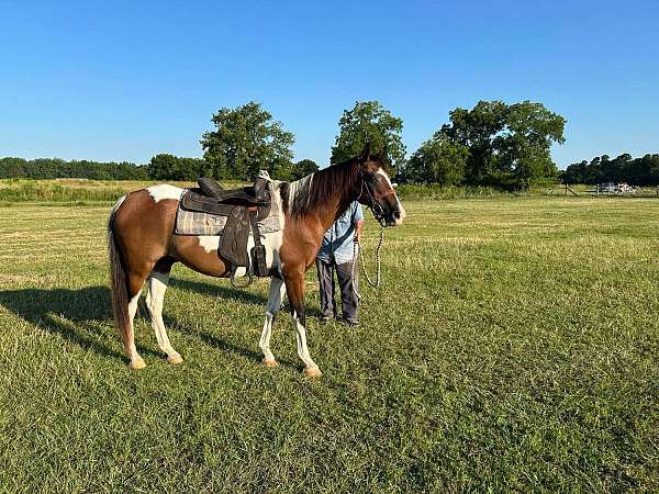white-horse