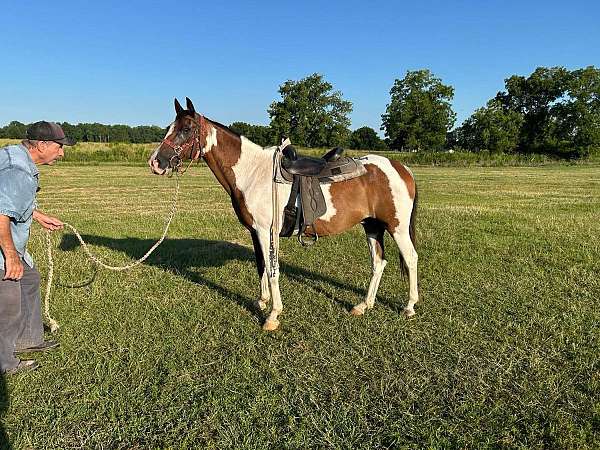 bay-white-horse