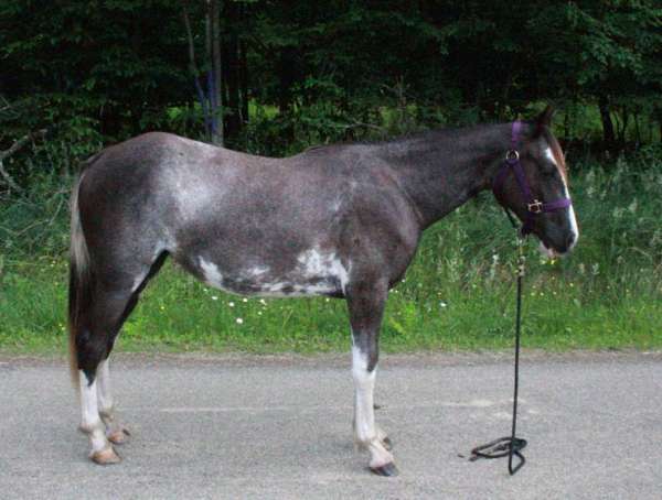 all-around-tennessee-walking-horse