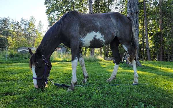 western-riding-tennessee-walking-horse