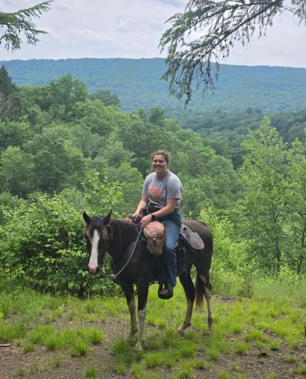sabino-tennessee-walking-mare