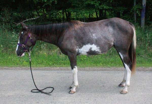 sabino-all-around-horse