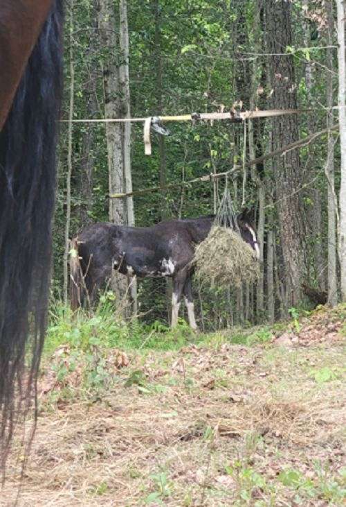 athletic-tennessee-walking-horse