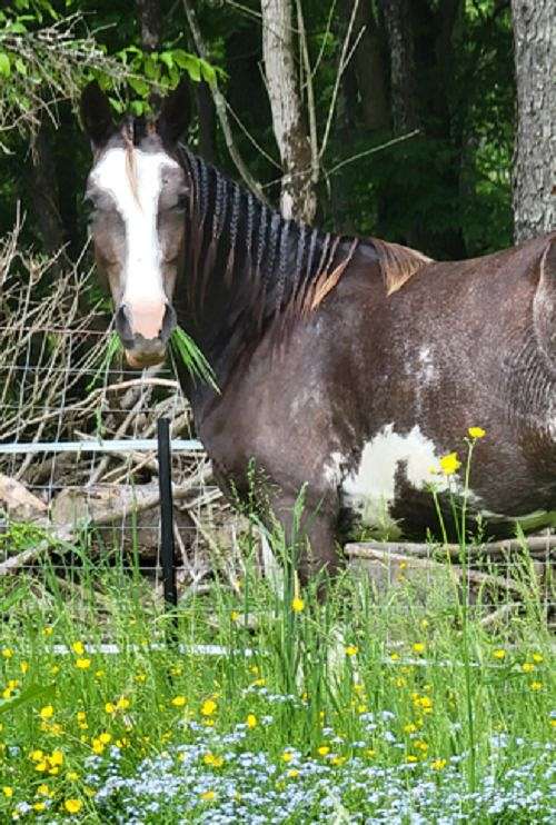 flashy-tennessee-walking-horse