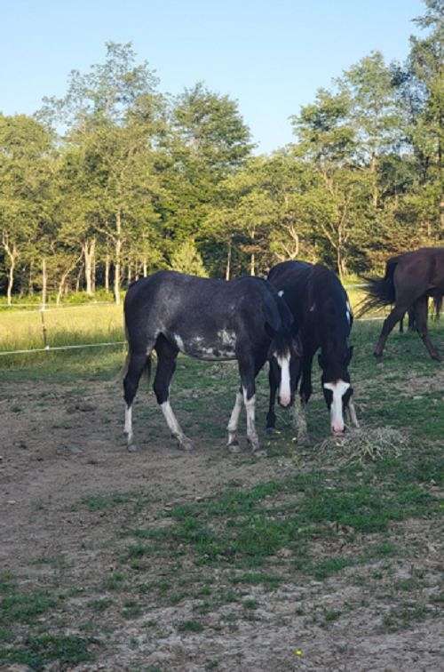 ridden-western-tennessee-walking-horse