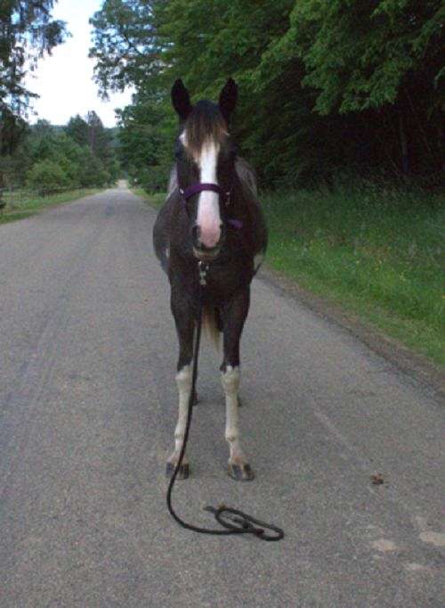 trail-tennessee-walking-horse