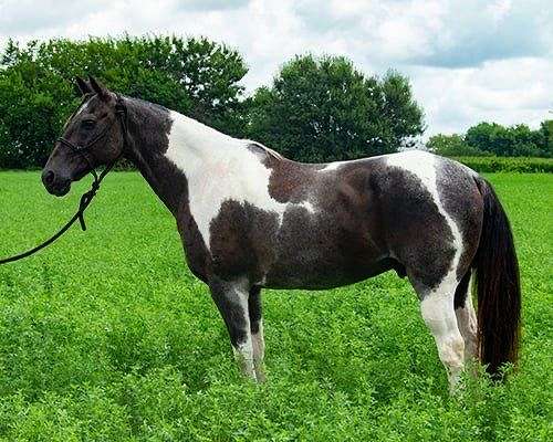 all-around-paint-horse