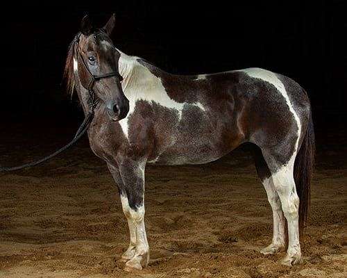 beginner-paint-horse