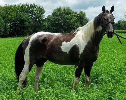 husband-safe-paint-horse