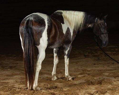 kid-safe-paint-horse