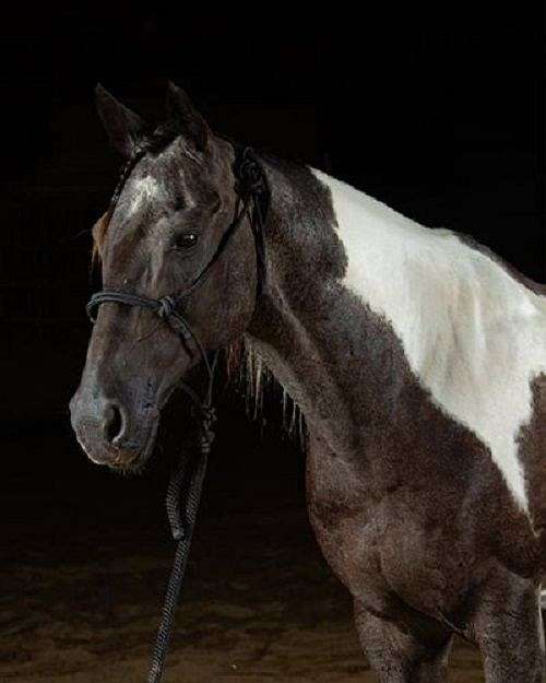 athletic-paint-horse