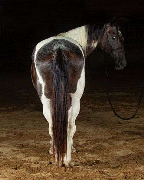 flashy-paint-horse
