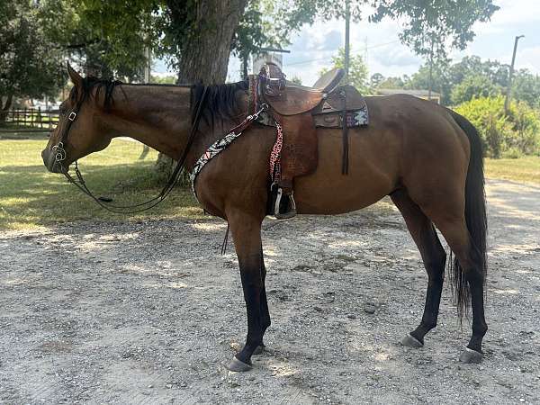 thoroughbred-gelding