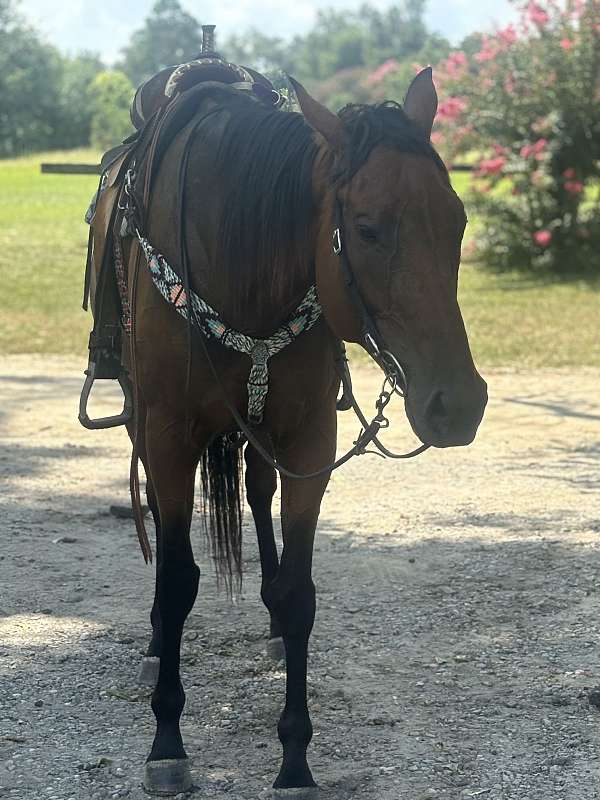 thoroughbred-horse-for-sale