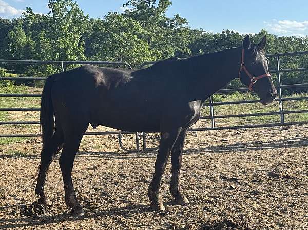 black-lesson-trail-horse