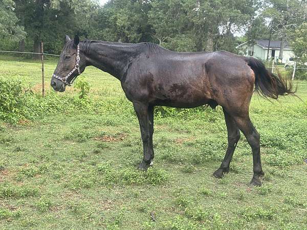 lesson-trail-gelding-mare