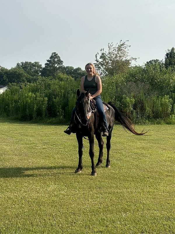 tennessee-walking-gelding
